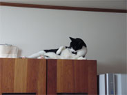 食器棚の上でくつろぐはかせ