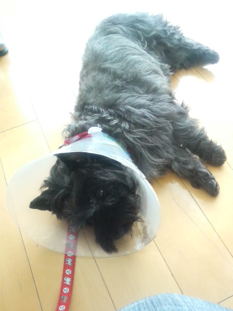 ディラーにて２