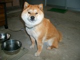 おすましコロ