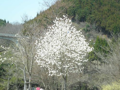 20110410Hiyoshi039s