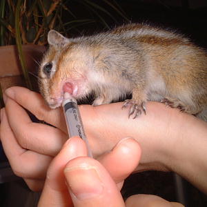 りすいぬの闘病写真-1