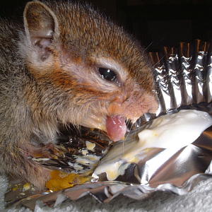 りすいぬの闘病写真-2