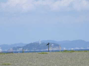 カラスと江の島