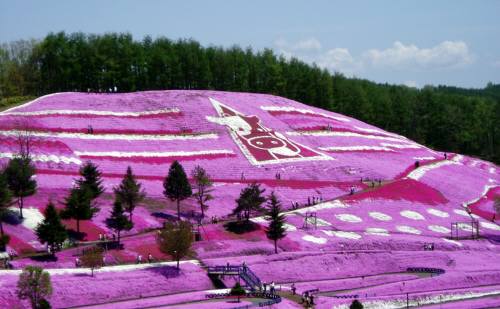 藻琴山芝桜公園