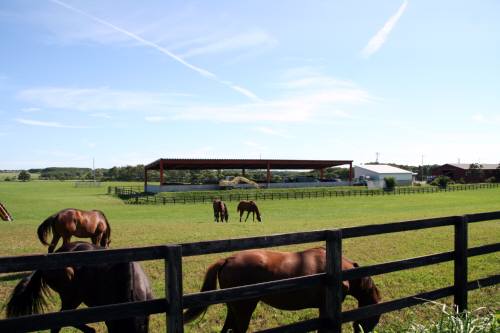 競馬場の馬