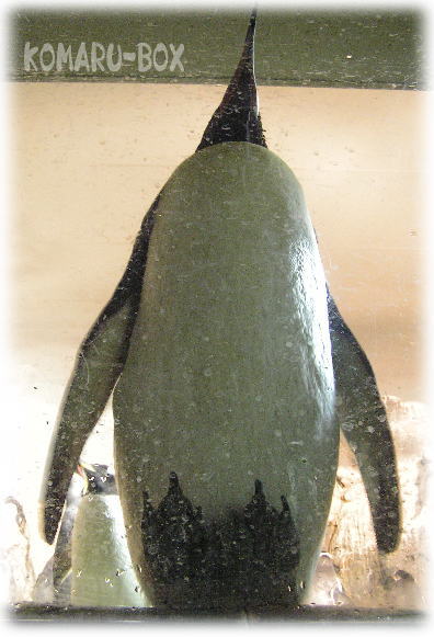 直立不動のキングペンギン