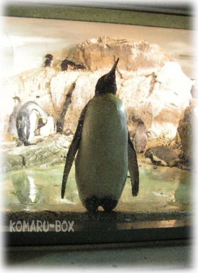 のんほいのペンギン３.jpg