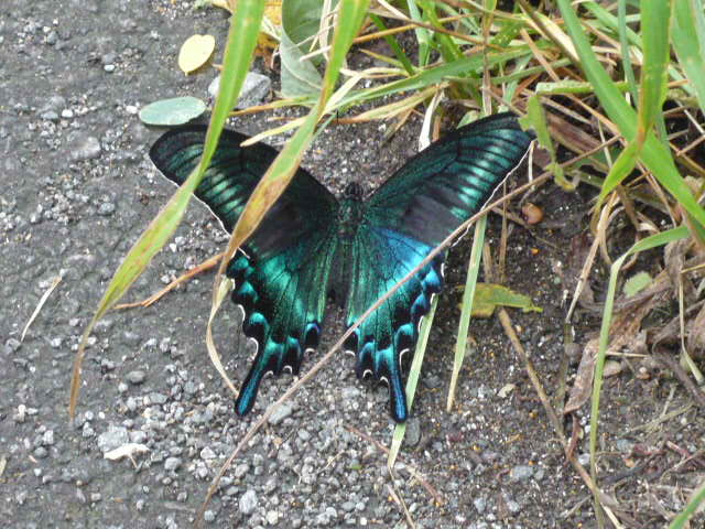 ミヤマカラスアゲハ