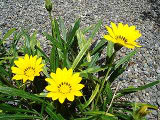 gazania