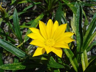 gazania