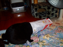 コレ