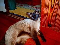 チャッピーさん