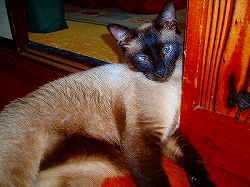 チャッピーさん