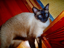 チャッピーさん