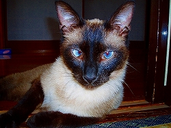 チャッピーさん