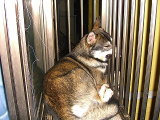 べらんだ