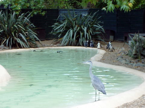 鳥とペンギン