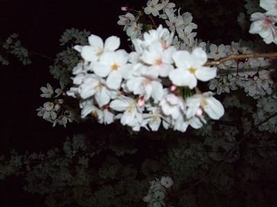 夜桜２