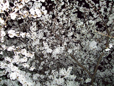 夜桜３
