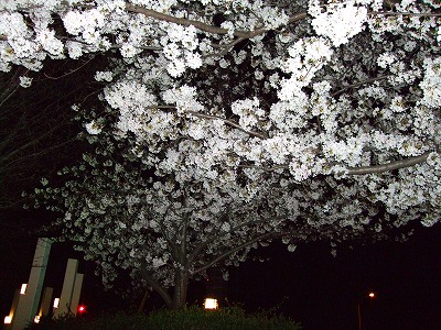 夜桜４