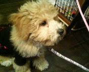 2007.3.11 アンジーNO.2