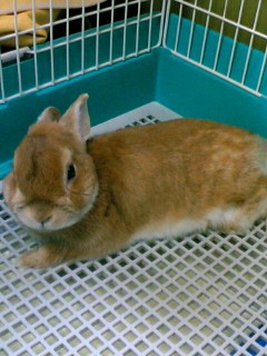 とるでしゅか？