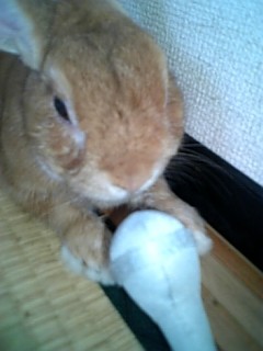 くいしんぼうでしゅ