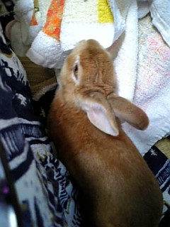 たいへんでしゅ