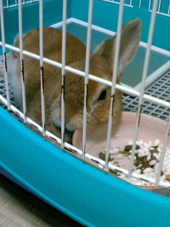 くつろぎタイム