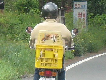 20080420 バイクのワンコ-01.jpg