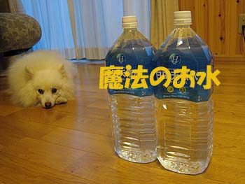 20090921ミントの魔法のお水