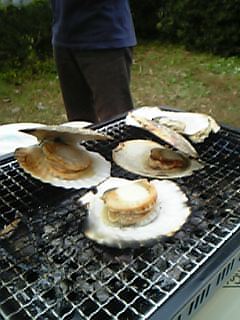 hotate