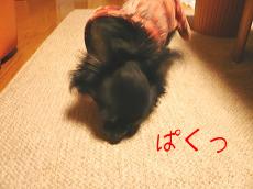 熊を喰らうまろ