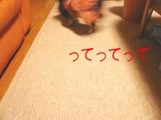 熊をくわえるまろ