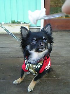 maro