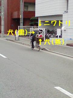 ニワトリオジサン