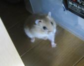 ルル：はっ！！！見つかった！