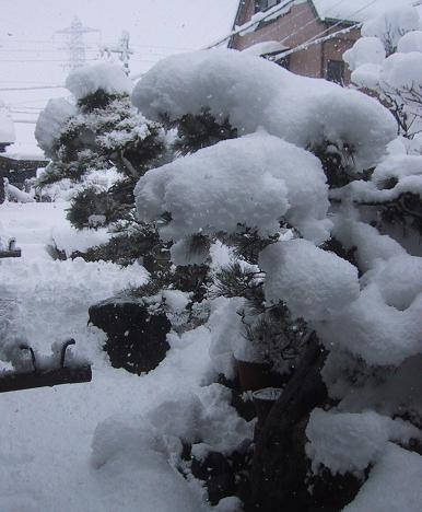 051219続々大雪.JPG