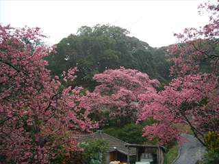 伊野波の桜