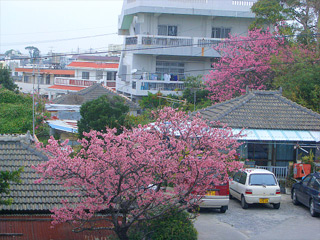 街中の桜の感じ