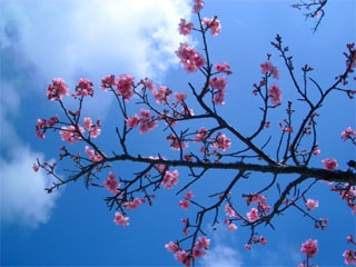 桜in沖縄