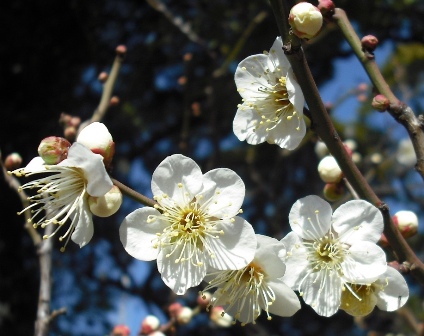 ウメDSCF0407.jpg