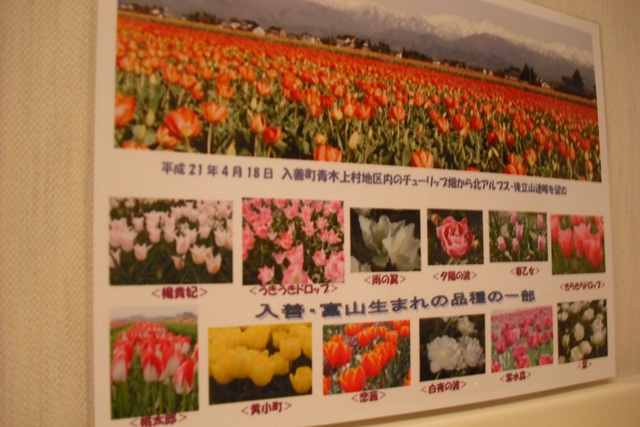 富山のチューリップ２.JPG