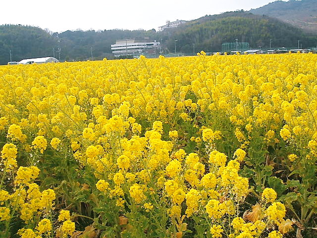 菜の花畑