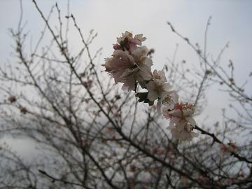 IMG_2223.JPG