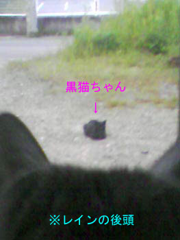 レインｖｓ黒猫ちゃん