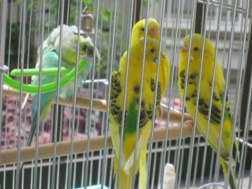 tpham20100501