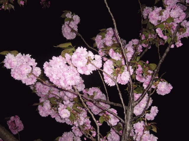 夜桜