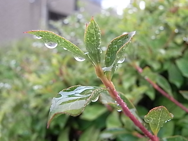 雨の中1