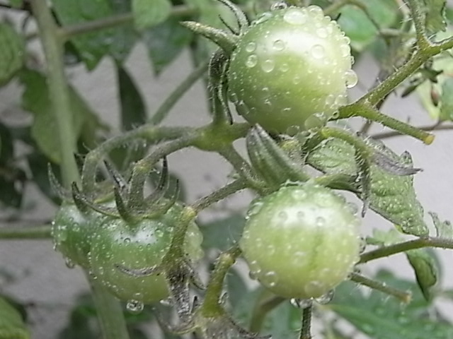 雨の中2